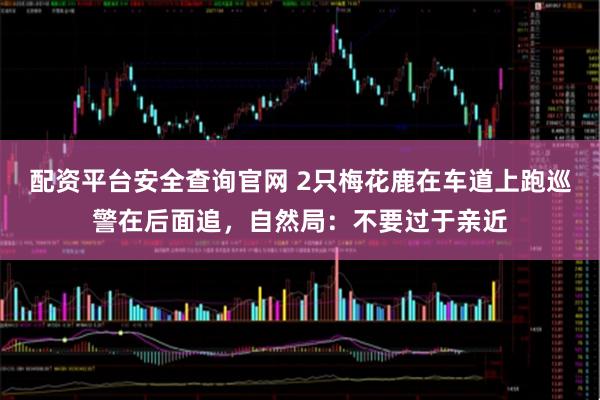 配资平台安全查询官网 2只梅花鹿在车道上跑巡警在后面追，自然局：不要过于亲近